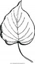 misti/giardino/aspen leaf.JPG